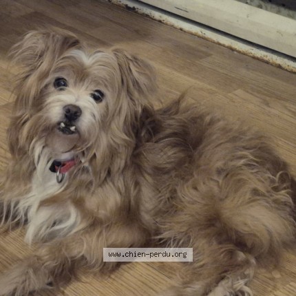 Photo de chien perdu à Saint Gabriel De Brandon