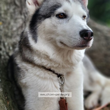 Photo de chien perdu à Valleres