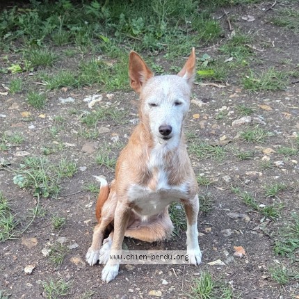 Photo de chien perdu à Morsang Sur Orge