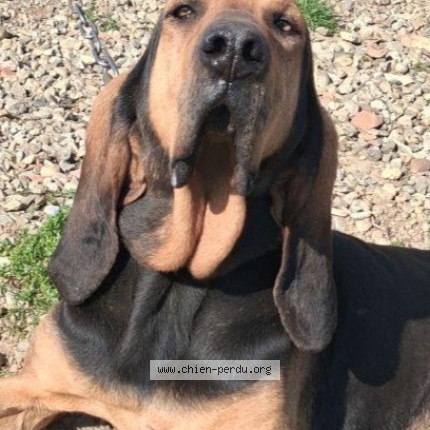 Photo de chien perdu à Sonnay