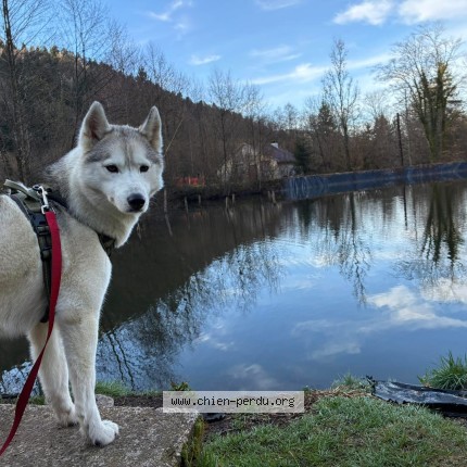 Photo 1/1 tsunade Chien perdu à Ballancourt sur essonne