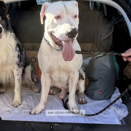 Photo 1/1 Chien retrouvé Perdu à Maruejols les gardons