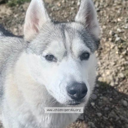 Photo 1/1 Sully Chien perdu à Wavrans sur ternoise