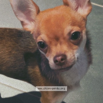 Photo 1/1 Max Chien perdu à Ans