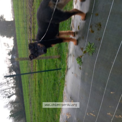 Photo 1/1 aika Chien perdu à Dirinon