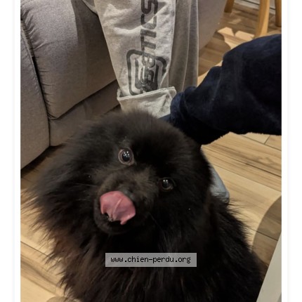 Photo 1/1 Elvis Chien perdu à Suevres