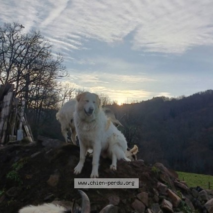 Photo 1/1 Ares Chien perdu à Maurillac