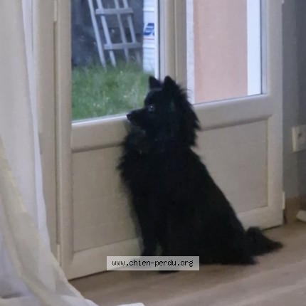 Photo de chien perdu à Franconville