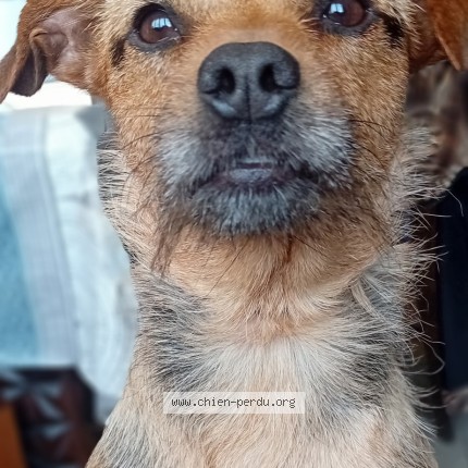 Photo 1/1 Vanille Chien perdu à Haisnes