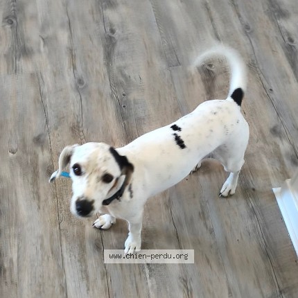 Photo de chien perdu à Realmont