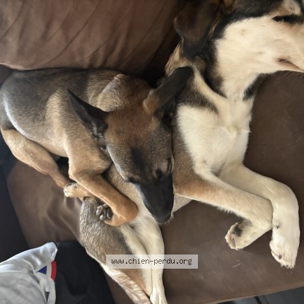 Photo de chien perdu à Rocheserviere