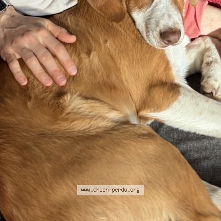 Photo 1/1 copain Chien perdu à Corbigny