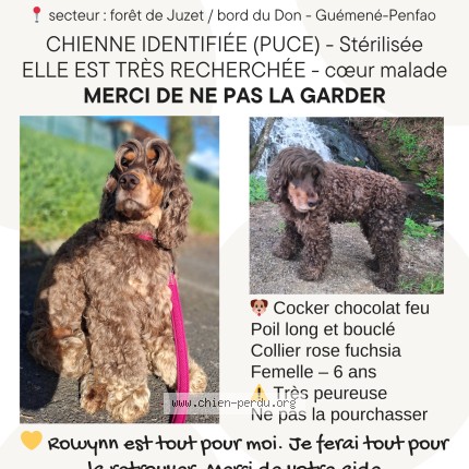 Photo 1/1 Rowynn Chien perdu à Guemene Penfao