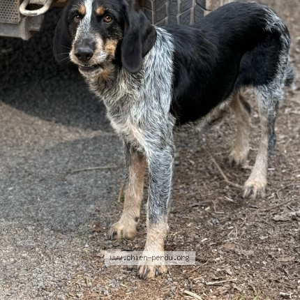 Photo de chien trouvé à Flagnac