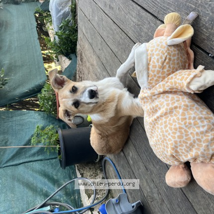 Photo de chien perdu à Lorgues