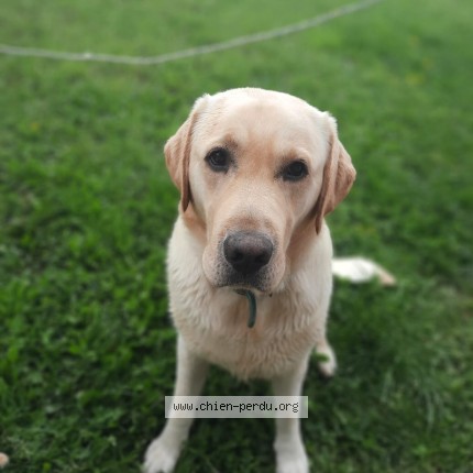 Photo 1/1 tango Chien perdu à Balbigny