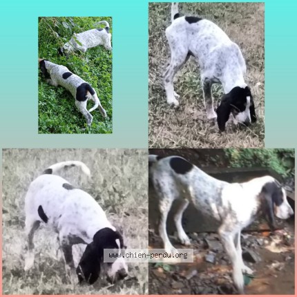 Photo de chien perdu à Viane