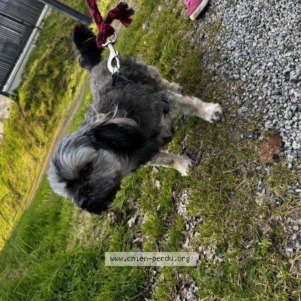 Photo de chien trouvé à Saint Just