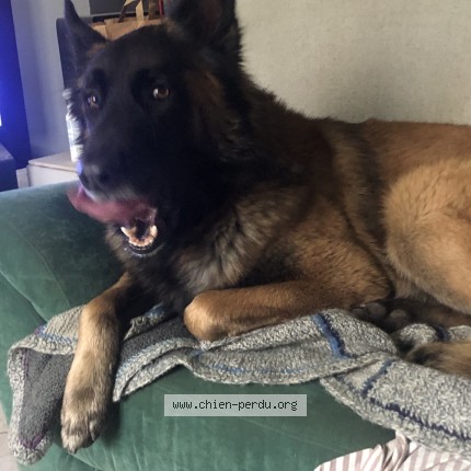 Photo de chien perdu à La Motte Servolex