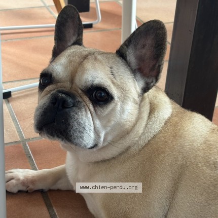 Photo de chien perdu à Tourrettes Sur Loup