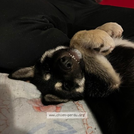 Photo 1/1 Naya Chien perdu à La celle