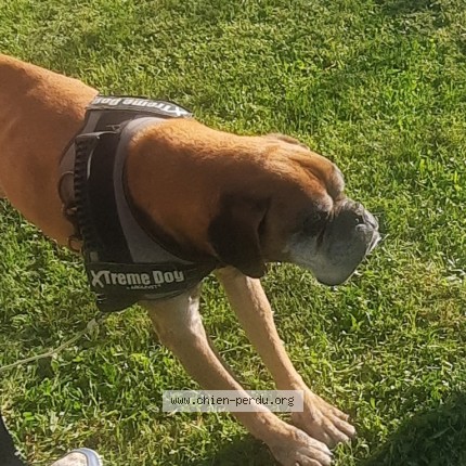 Photo 1/1 Chien retrouvé Perdu à Soyaux