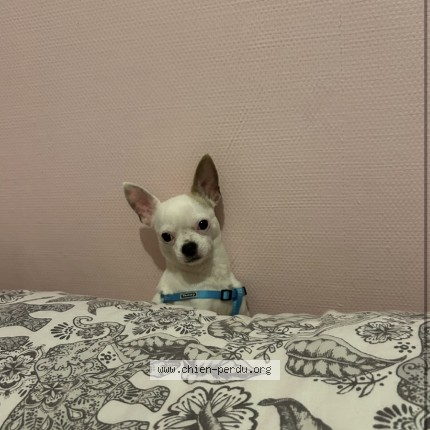 Photo de chien perdu à Cenon