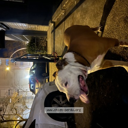 Photo de chien trouvé à Vaulx En Velin