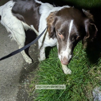 Photo 1/1 Chien trouvé Trouvé à Epinay sur duclair