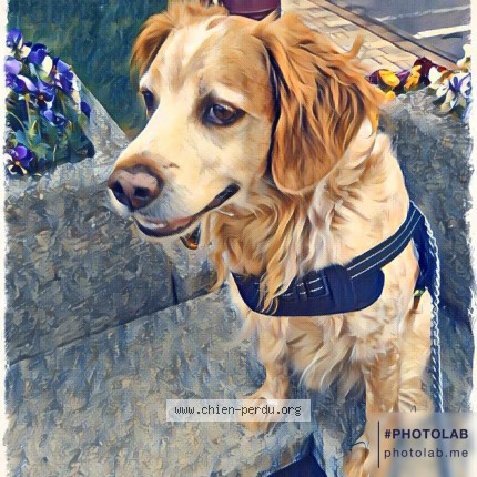 Photo de chien perdu à Blangy Sur Bresle