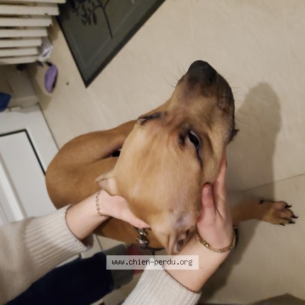 Photo de chien trouvé à Houilles