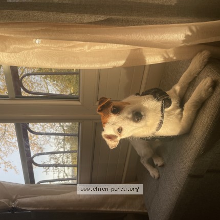 Photo de chien perdu à Evreux