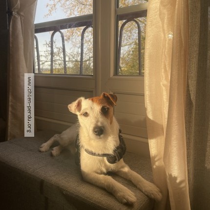 Photo 1/1 ulysse Chien perdu à Evreux