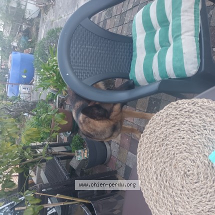 Photo de chien trouvé à Les Assions