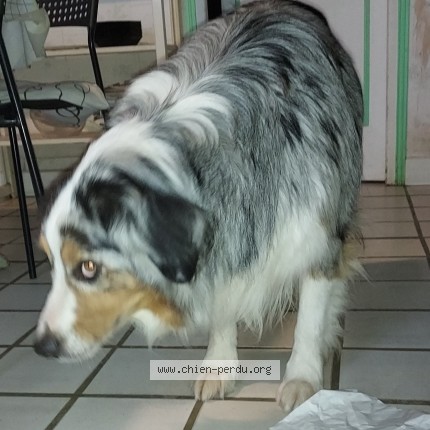 Photo 1/1 Orka Chien perdu à Montreuil en touraine