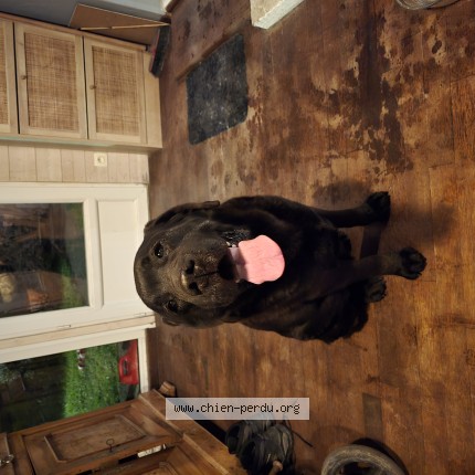 Photo de chien trouvé à La Jarrie