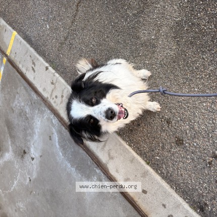Photo de chien trouvé à Cours