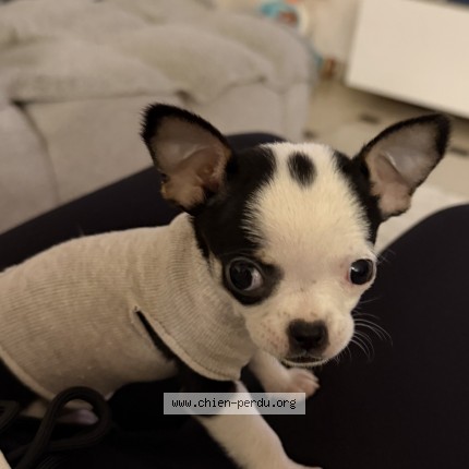 Photo de chien perdu à Gagny