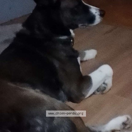 Photo 1/1 cali Chien perdu à La rochelle