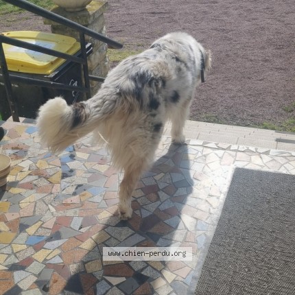 Photo de chien trouvé à Queaux