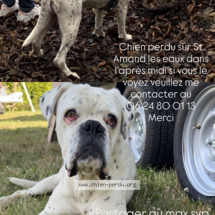 Photo 1/1 oslo Chien perdu à St amand les eaux