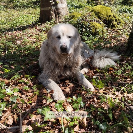 Photo 1/1 Chien trouvé Trouvé à Revel