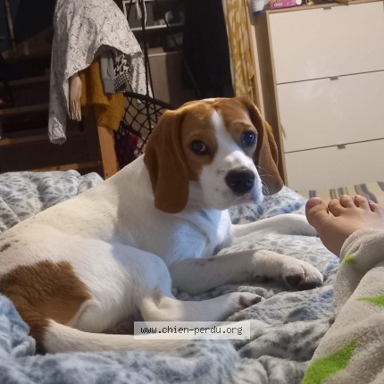 Photo de chien perdu à Pessac