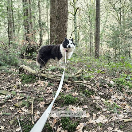 Photo 1/1 Unella Chien perdu à Menil jean