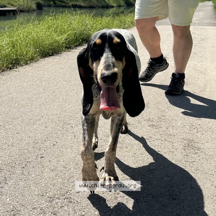 Photo de chien trouvé à Montbartier