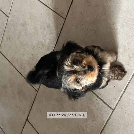 Photo de chien perdu à Dunes