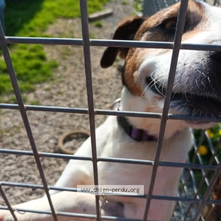 Photo de chien perdu à La Bruffiere