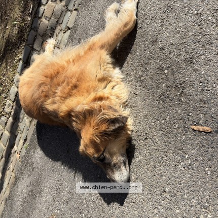 Photo 1/1 Chien trouvé Trouvé à Beersel