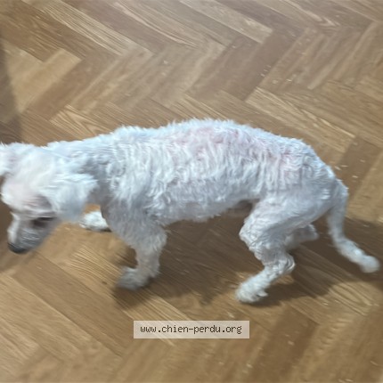 Photo de chien perdu à Colmar