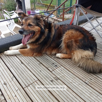 Photo 1/1 Chien retrouvé Trouvé à Audun le tiche